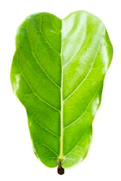 Ficus lyrate leaf isolated on white background Stock Photos