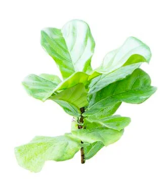 Ficus lyrate leaf isolated on white background Stock Photos