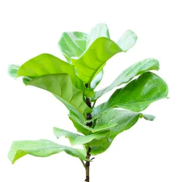 Ficus lyrate leaf isolated on white background Stock Photos