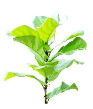 Ficus lyrate leaf isolated on white background Stock Photos