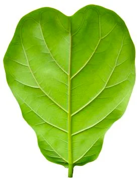 Ficus lyrate leaf isolated on white background Stock Photos