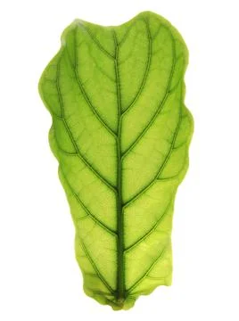 Ficus lyrate leaf isolated on white background Stock Photos