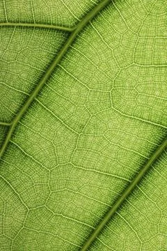 Ficus lyrate leaf texture as green natural background Stock Photos