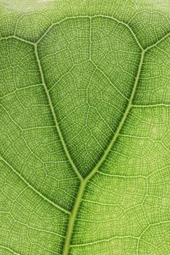 Ficus lyrate leaf texture as green natural background Stock Photos