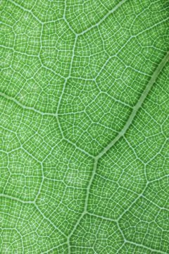 Ficus lyrate leaf texture as green natural background Stock Photos