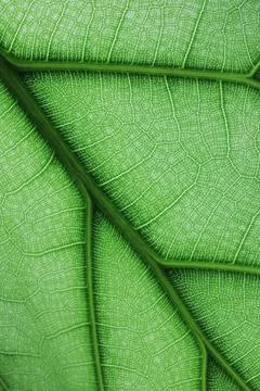 Ficus lyrate leaf texture as green natural background Stock Photos