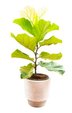 Ficus lyrate tree isolated on white background Stock-Fotos