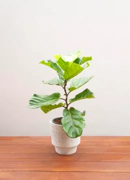 Ficus lyrate tree in pot isolated on wooden floor Stock Photos