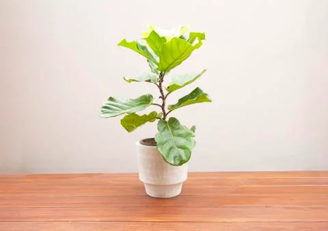 Ficus lyrate tree in pot isolated on wooden floor Stock Photos