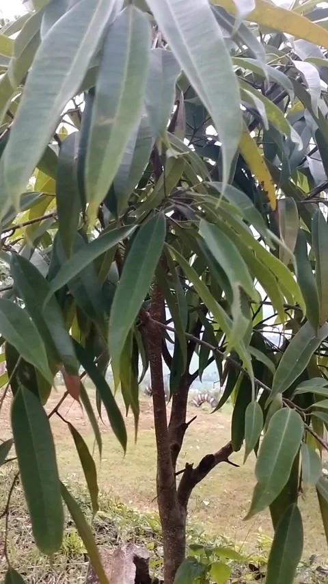 Ficus maclellandii Stock Footage 325651561