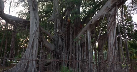 Ficus Macrophylla in Palermo, massive old tree on Sicily, Italy, nature, 4k Stock Footage 332718193