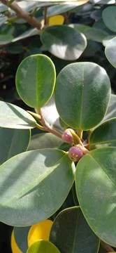 Ficus microcarpa cv. latifolia Stock-Fotos