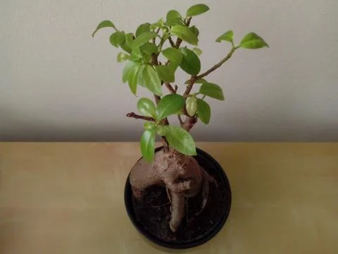 Ficus microcarpa ginseng in a pot on the table Stock Photos