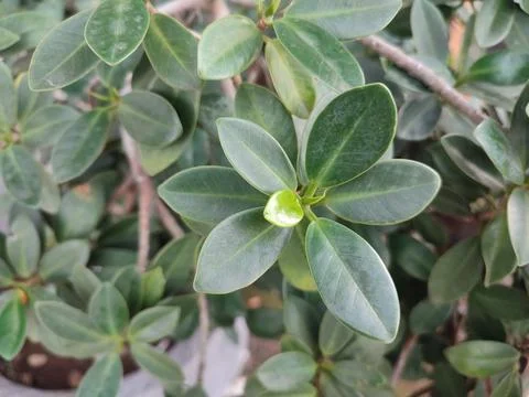 Ficus microcarpa Stock Photos
