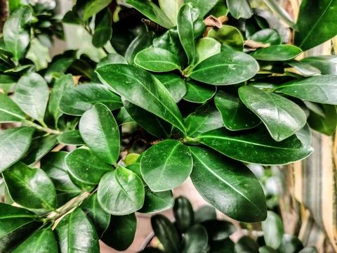 Ficus microcarpa plant - close up Photos