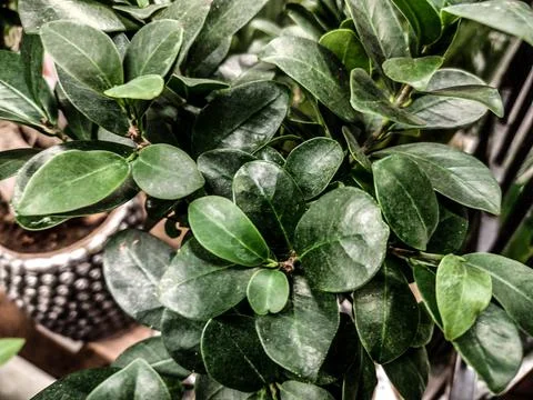 Ficus microcarpa plant - close up 写真素材