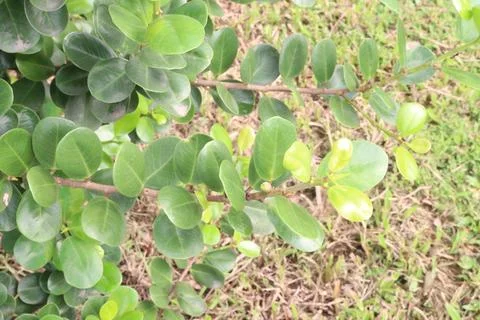 Ficus microcarpa tree plant on farm Stock Photos