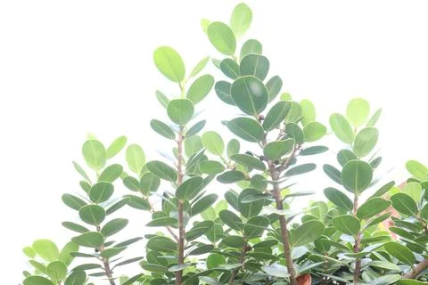 Ficus microcarpa tree plant on farm Stock Photos