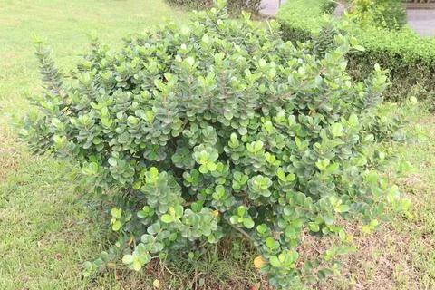 Ficus microcarpa tree plant on farm Stock Photos