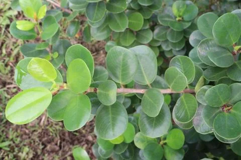 Ficus microcarpa tree plant on farm Stock Photos