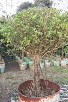 Ficus microcarpa tree plant on farm Stock Photos