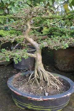 Ficus microcarpa tree plant on farm Stock Photos