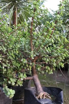 Ficus microcarpa tree plant on farm Stock Photos