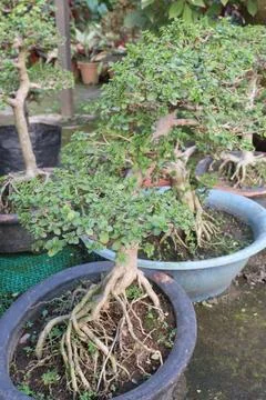 Ficus microcarpa tree plant on farm Stock Photos
