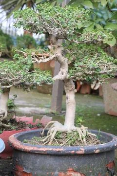 Ficus microcarpa tree plant on farm Stock Photos