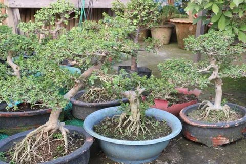 Ficus microcarpa tree plant on farm Stock Photos