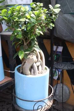 Ficus microcarpa tree plant on farm Stock Photos