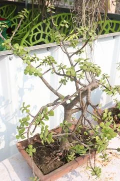 Ficus microcarpa tree plant on farm Stock Photos