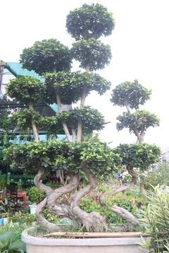 Ficus microcarpa tree plant on farm Stock Photos