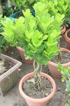 Ficus microcarpa tree plant on farm Stock Photos
