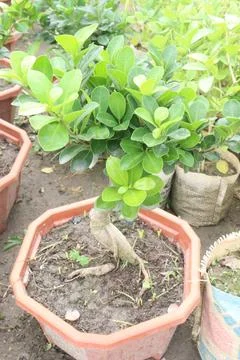 Ficus microcarpa tree plant on farm Stock Photos