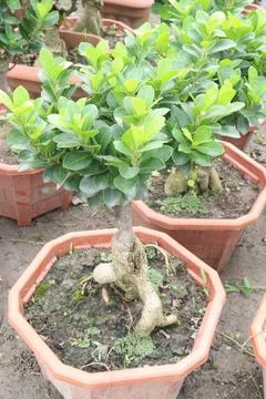 Ficus microcarpa tree plant on farm Stock Photos