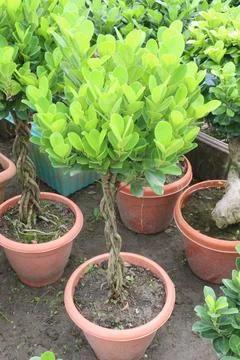 Ficus microcarpa tree plant on farm Stock Photos