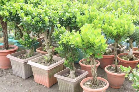 Ficus microcarpa tree plant on farm Stock Photos