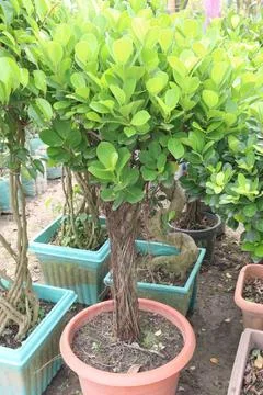 Ficus microcarpa tree plant on farm Stock Photos