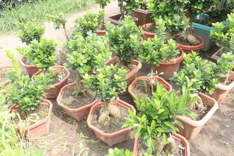Ficus microcarpa tree plant on farm Stock Photos