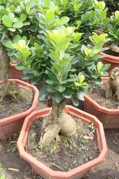 Ficus microcarpa tree plant on farm Stock Photos