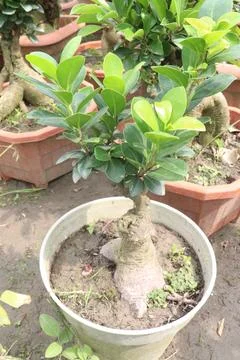 Ficus microcarpa tree plant on farm Stock Photos