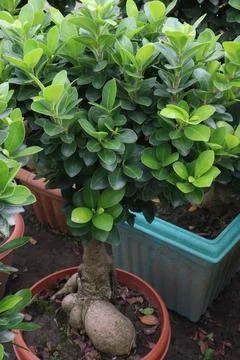 Ficus microcarpa tree plant on farm Stock Photos