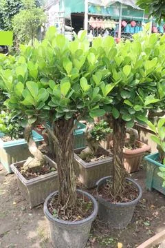 Ficus microcarpa tree plant on farm Stock Photos