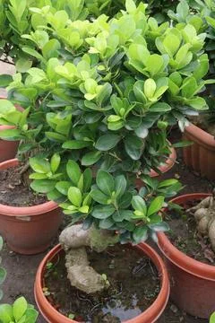 Ficus microcarpa tree plant on farm Stock Photos
