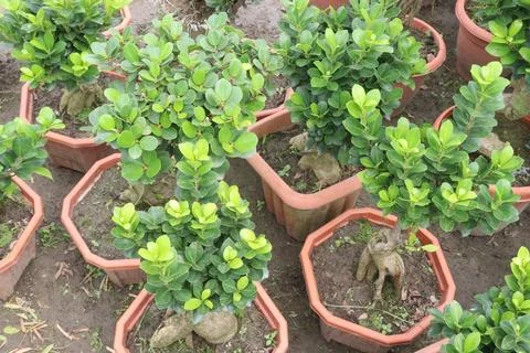 Ficus microcarpa tree plant on farm Stock Photos