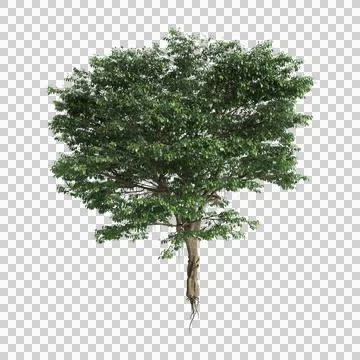 Ficus microcarpa trees 3d illustration on white background Stock Illustration