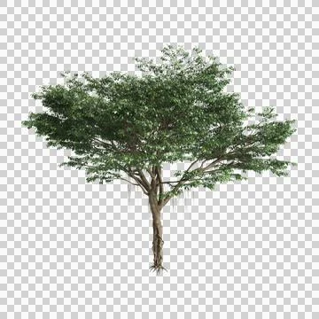Ficus microcarpa trees 3d illustration on transparent background Stock Illustration