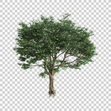 Ficus microcarpa trees 3d illustration on transparent background Stock Illustration