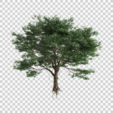 Ficus microcarpa trees 3d illustration on transparent background Stock Illustration